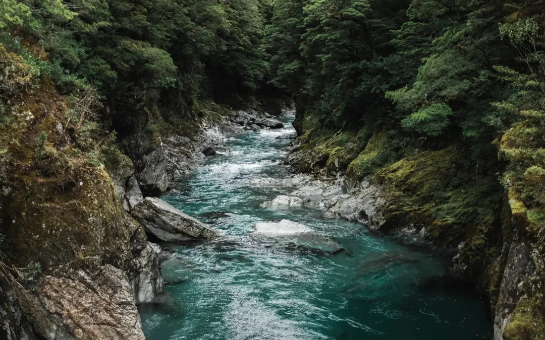 Restauración de ríos y riberas