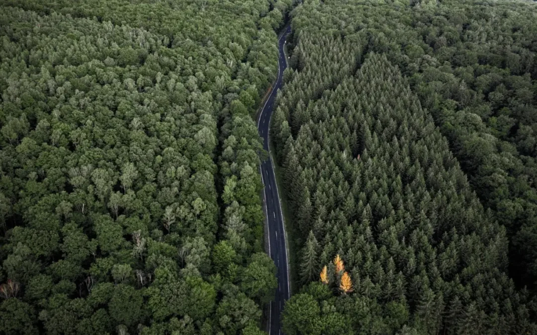 Ingeniería forestal