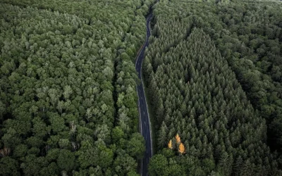 Ingeniería forestal